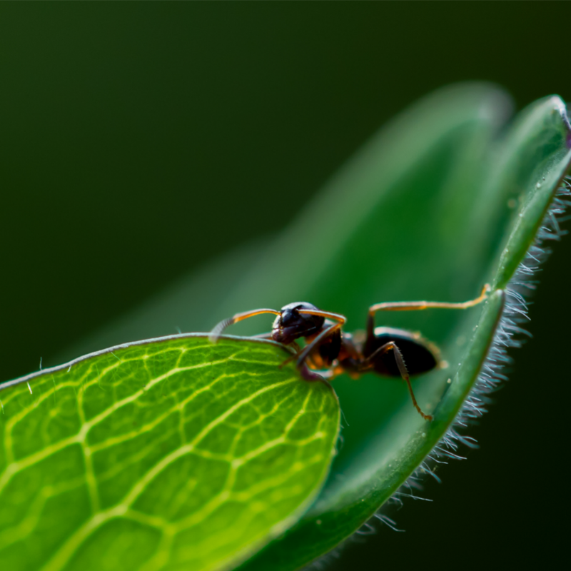 Using Essential Oils To Repel Ants Radha Beauty   Ant Square 800x 